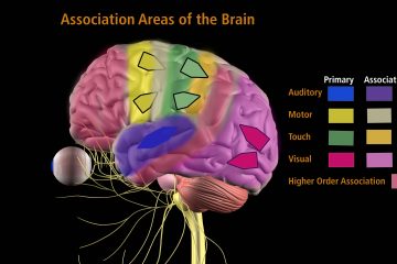 Association Areas of the Brain