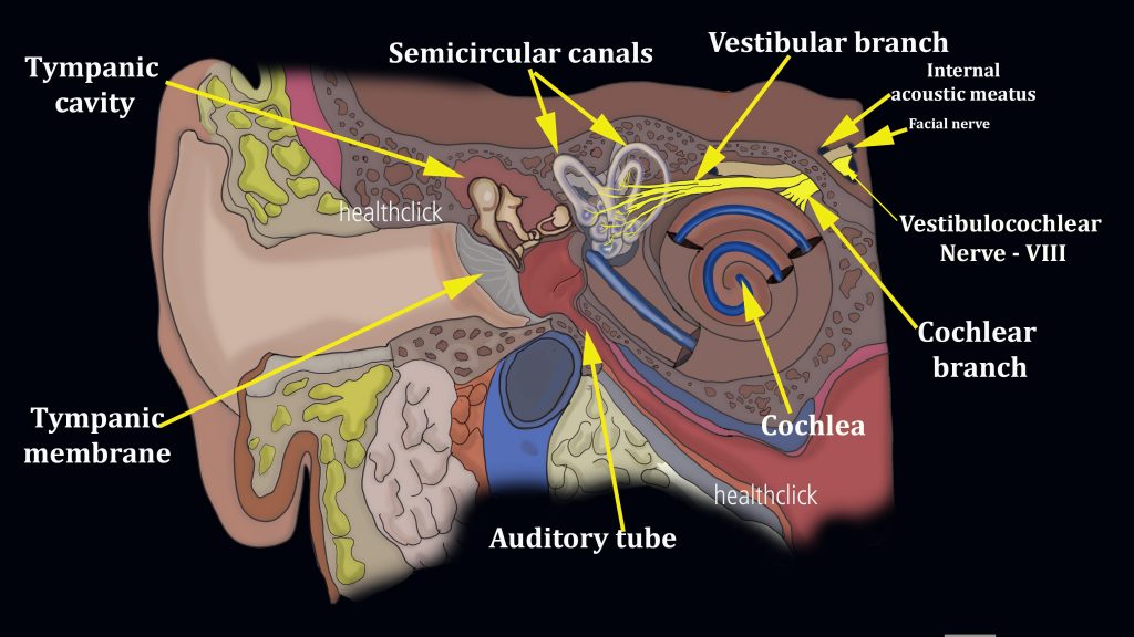 Vestibular Rehab Therapy Course - Gentamicin and Toxicity