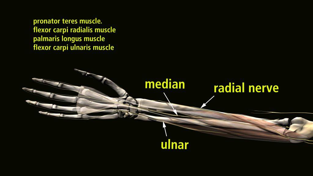 Wrist and Hand Nerve Injury Continuing Education Course