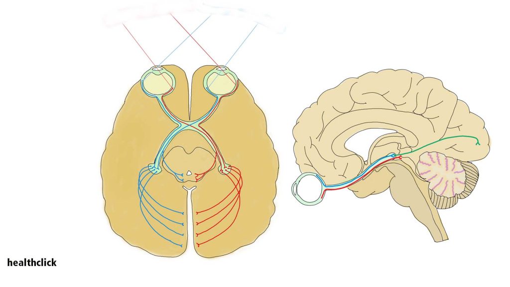 A saccade test for the post-concussive patient is a way to look and see how well patients can move their eyes rapidly from one target to another.