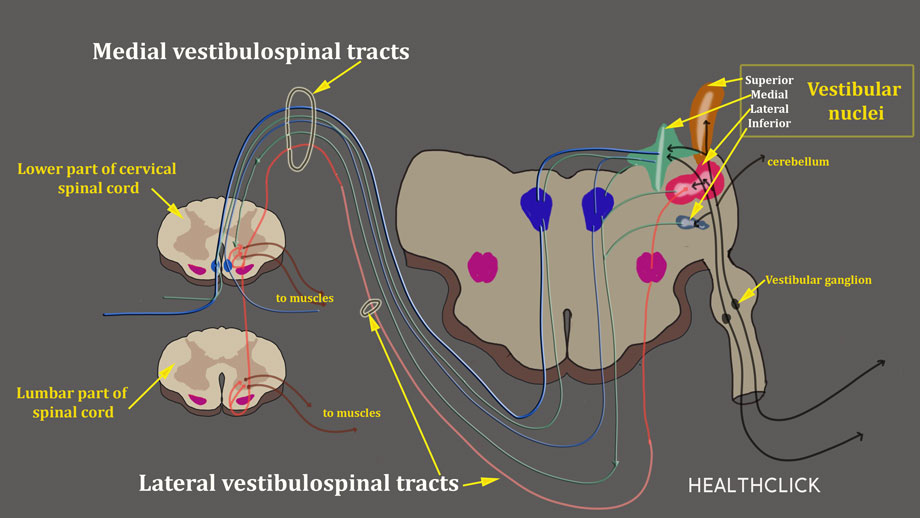 convergence insufficiency training to decrease dizziness
