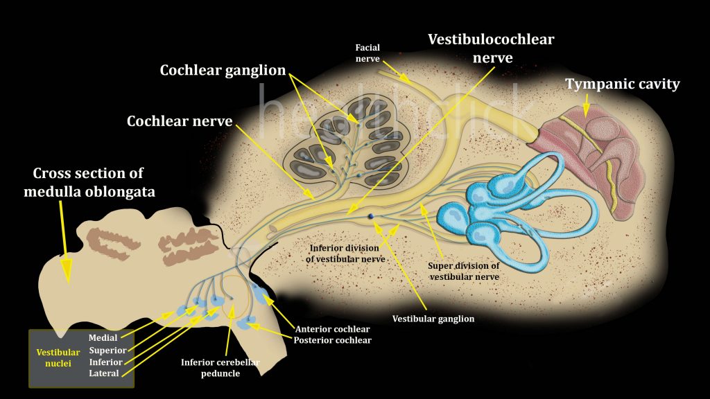 Vestibular Rehab Continuing Education