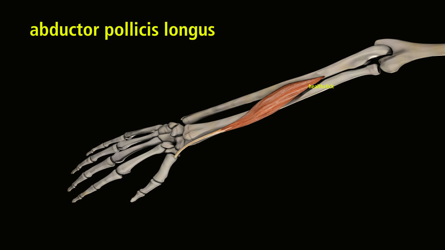 abductor pollici longus and and understanding De Quervain's Tenosynovitis
