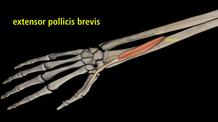 extensor pillicis brevis and understanding De Quervain's Tenosynovitis