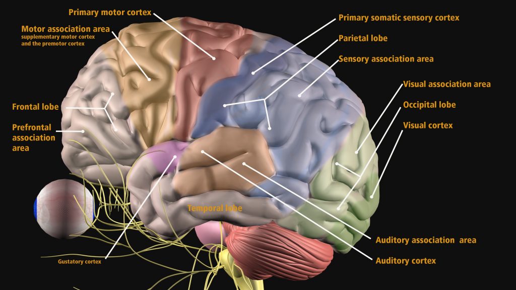 PT Vestibular and Concussion Online Course